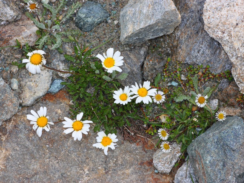 Leucanthemum sp.